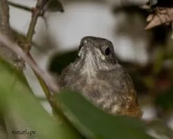 Turdus rufiventris