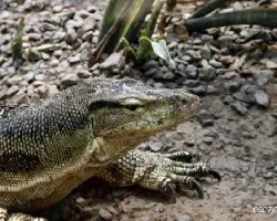 Lagarto