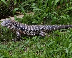 Lagarto