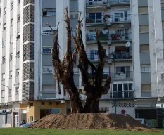 Ficus nítida
