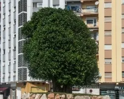 Ficus nítida