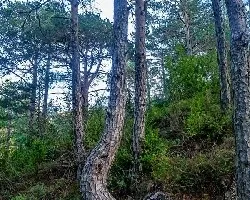 Pinus halepensis