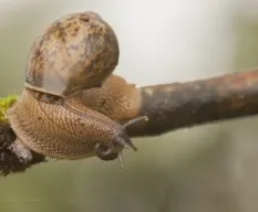 Caracol gigante