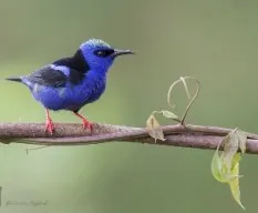 Cyanerpes cyaneus