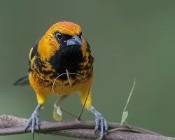 Icterus pectoralis
