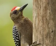 Melanerpes hoffmannii