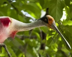Platalea ajaja