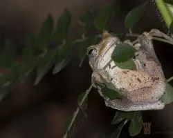 Rana