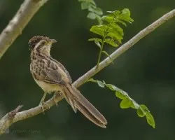 Tapera naevia