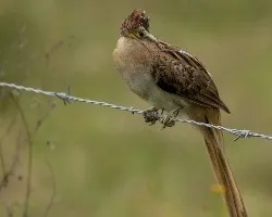Tapera naevia