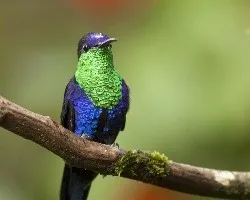 Thalurania colombica