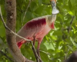 Platalea ajaja