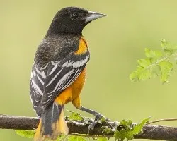 Icterus galbula