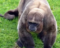 Fiero primate