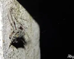 Parawixia sp