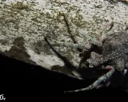 Parawixia sp