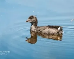 Fulica rufifrons