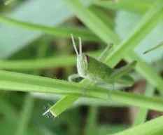 Saltamontes