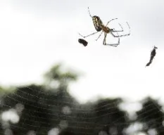 Araña