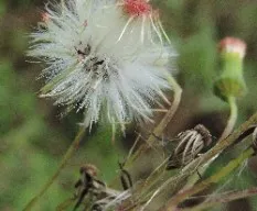 Diente de león