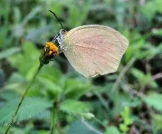Mariposa