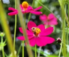 Flor