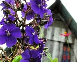 Flor