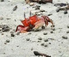 Cangrejo