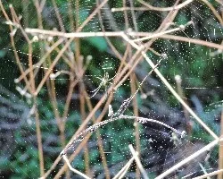 Araña 