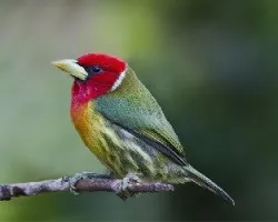 Eubucco bourcierii