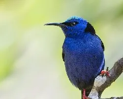 Cyanerpes cyaneus
