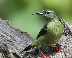 Cyanerpes cyaneus