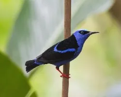 Cyanerpes cyaneus