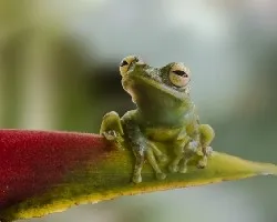 Hypsiboas rufitelus