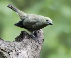 Thraupis palmarum