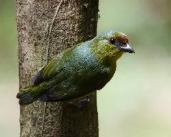 Euphonia gouldi
