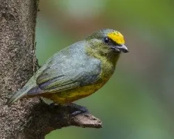 Euphonia gouldi