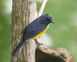 Myioborus miniatus