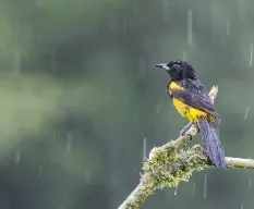 Icterus prosthemelas