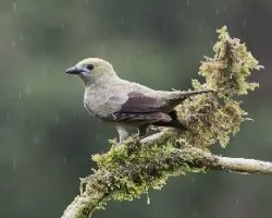 Thraupis palmarum