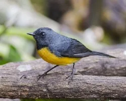 Myioborus miniatus