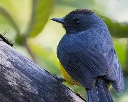 Myioborus miniatus