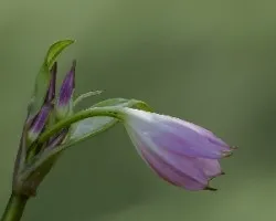 Lirio?