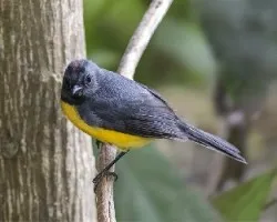 Myioborus miniatus