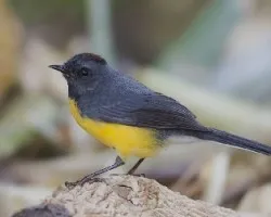 Myioborus miniatus