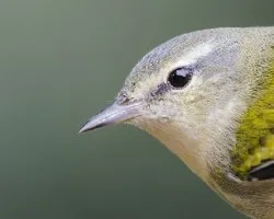 Oreothlypis peregrina