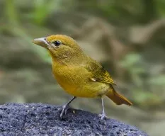 Piranga rubra