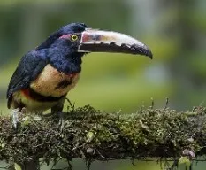 Pteroglossus torquatus