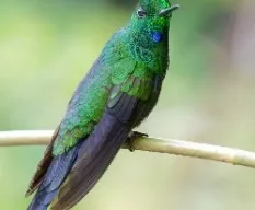 Heliodoxa jacula