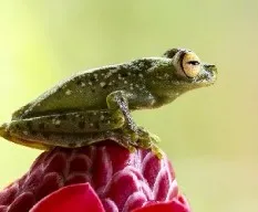 Hypsiboas rufitelus
